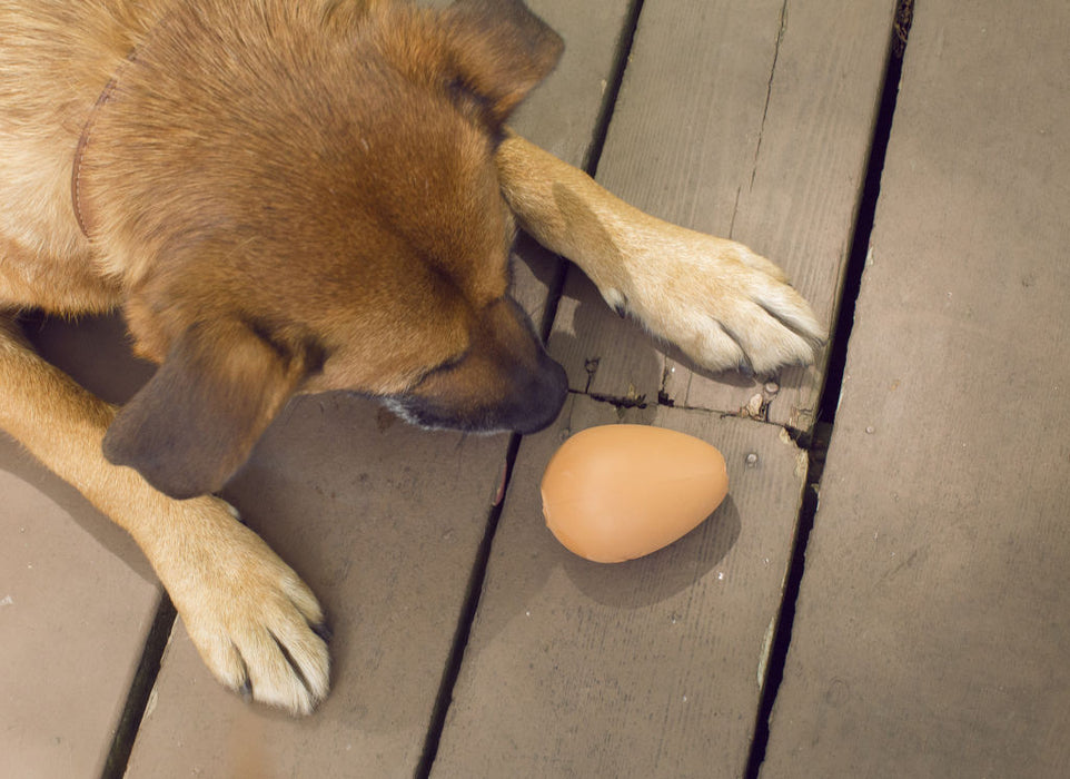 Bouncy Egg Treat Ball